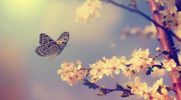 A butterfly landing on a flowering tree